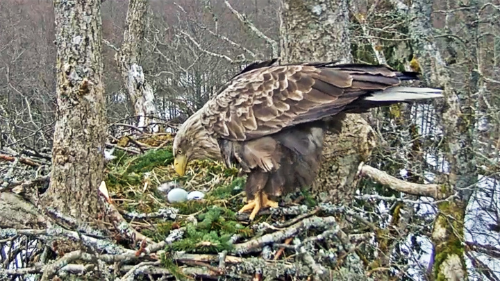 Онлайн веб-камера возле гнезда орланов-белохвостов, Курземе, Латвия (Дурбский край, Латвия)